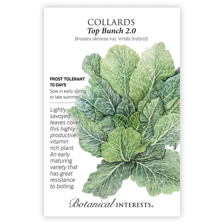 Collards seeds 'Top Bunch'
