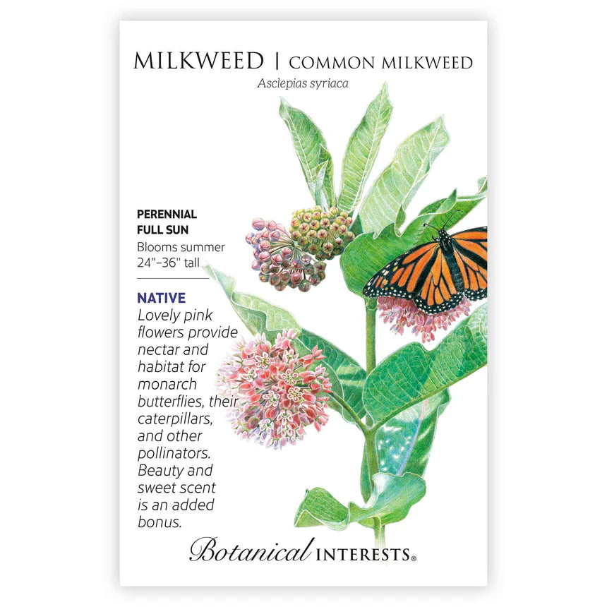 Common Milkweed/Butterfly Flower