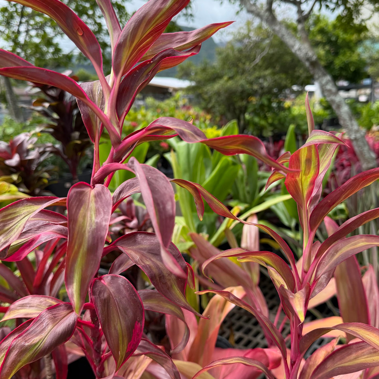 Cordyline australis 'Red' (Ti Leaf)