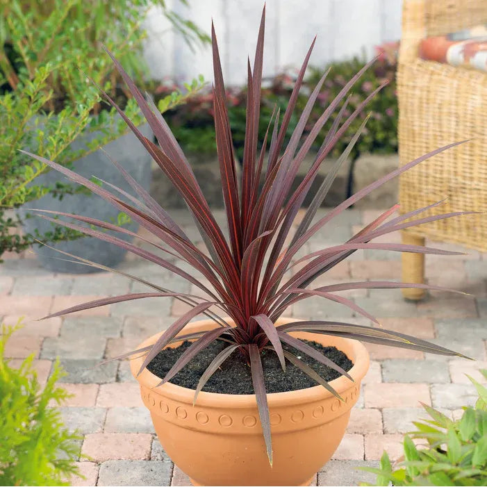 Cordyline australis 'Red" (Ti Leaf)