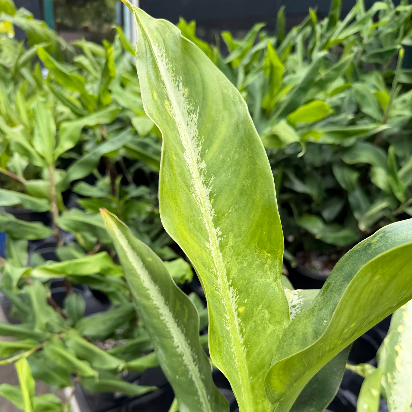 Dieffenbachia ʻCougarʻ