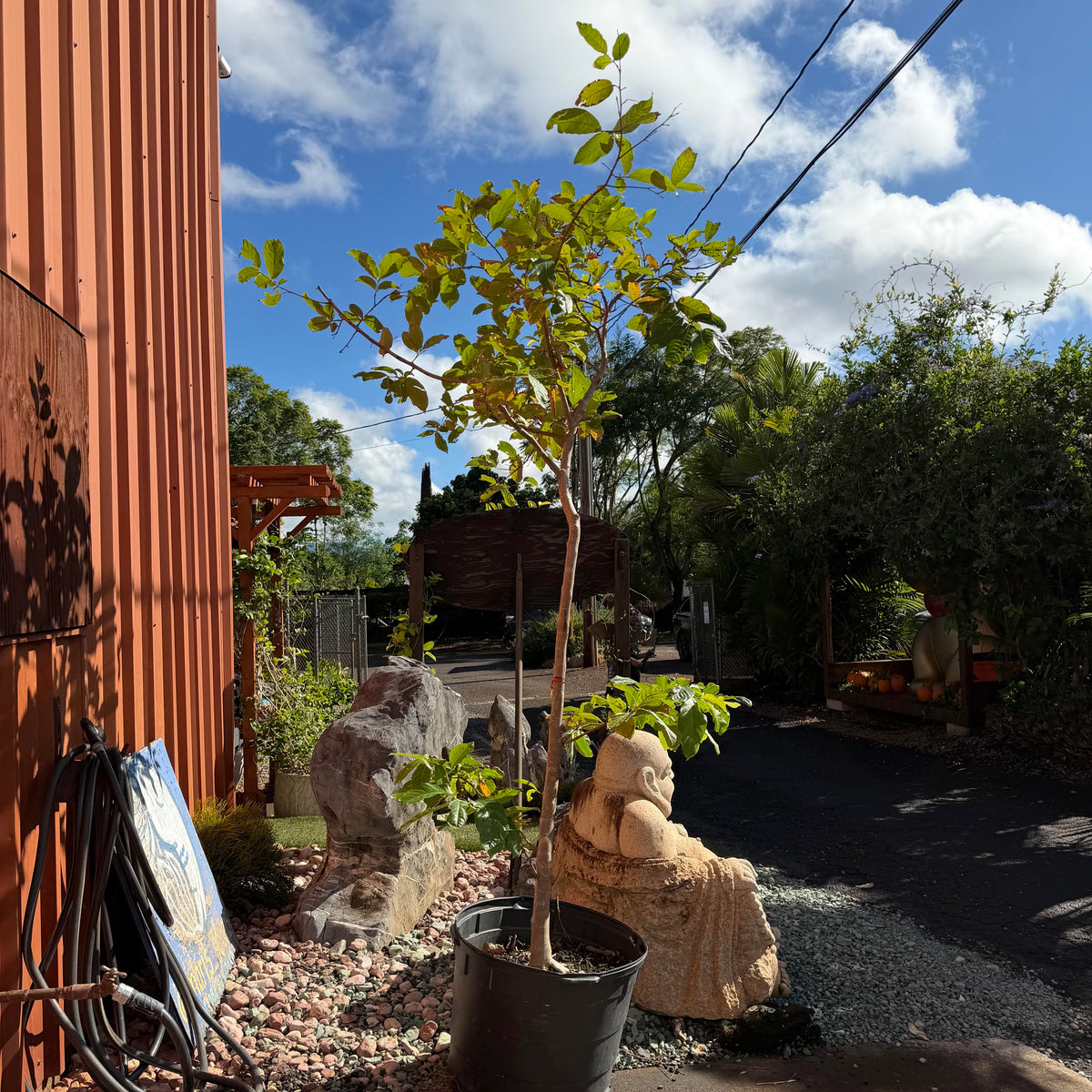 Lagerstroemia indica ʻCrepe Myrtleʻ