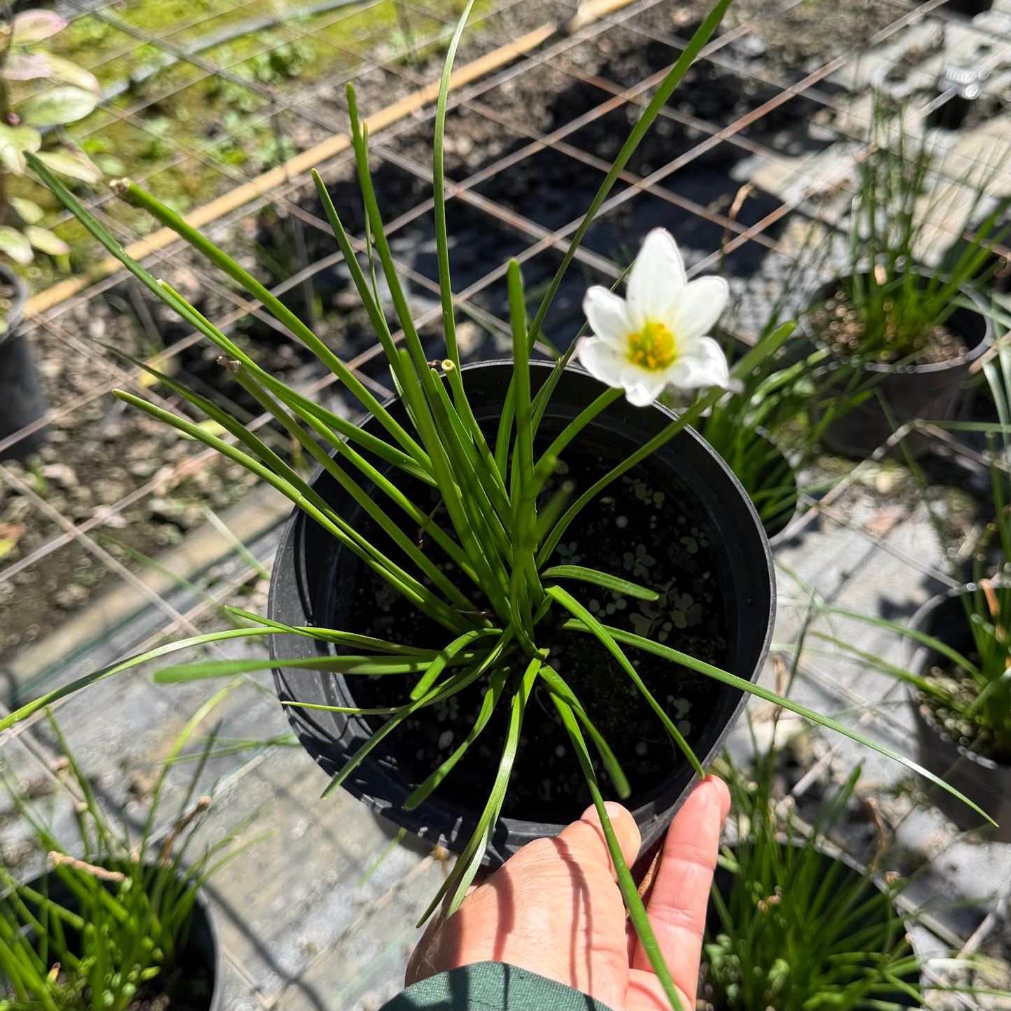 Crocus