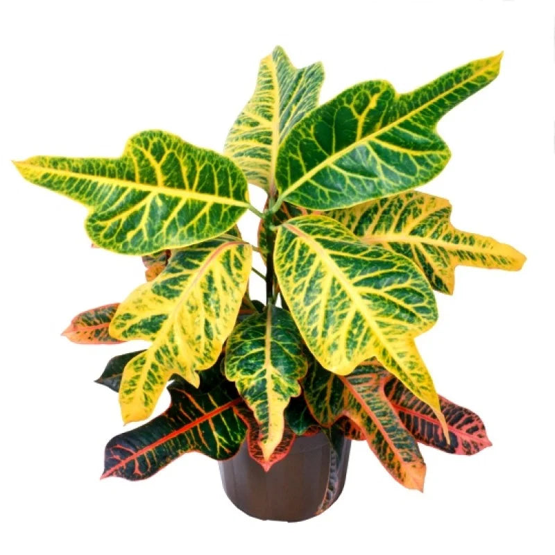 Croton, Duck Foot