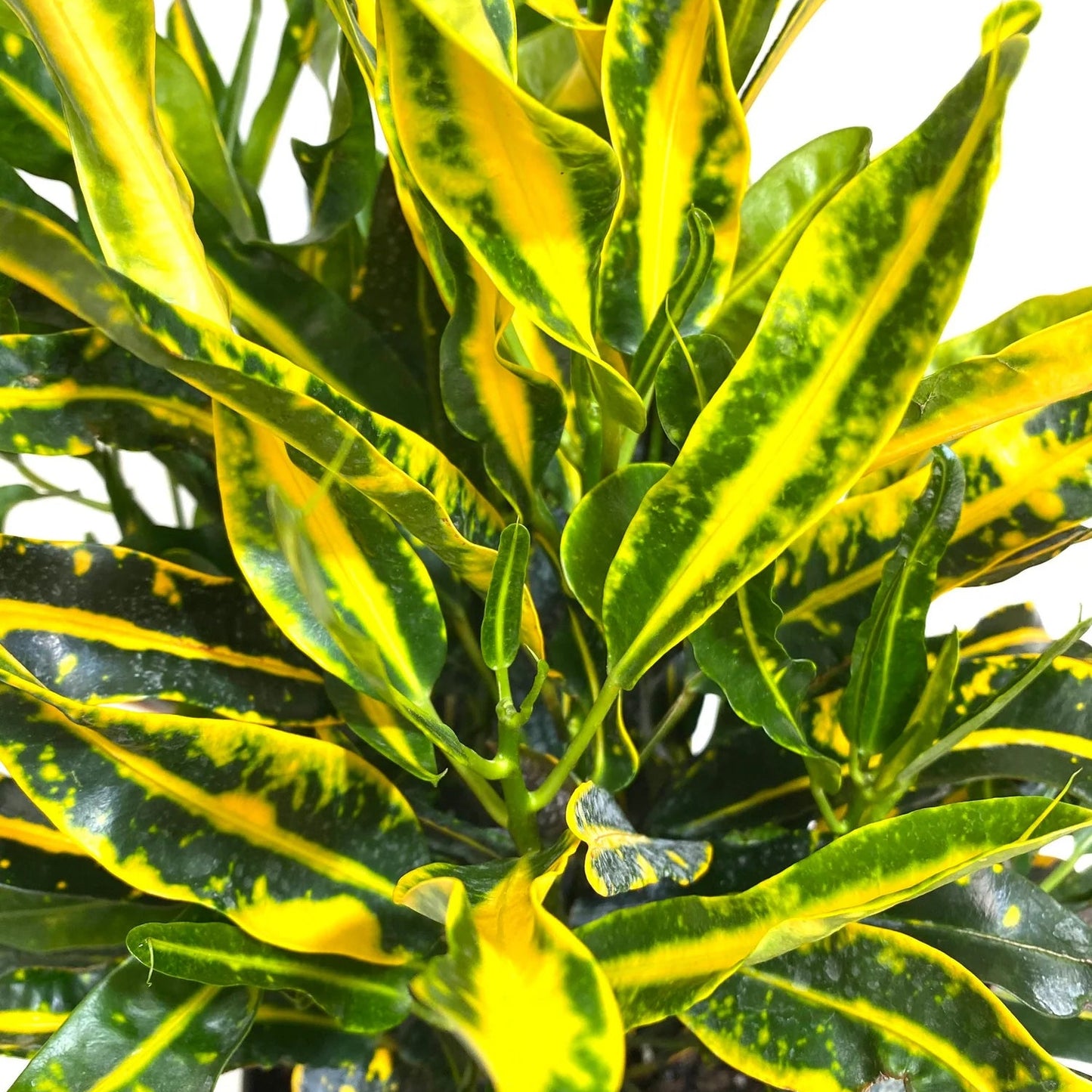 Croton, Yellow Mammy