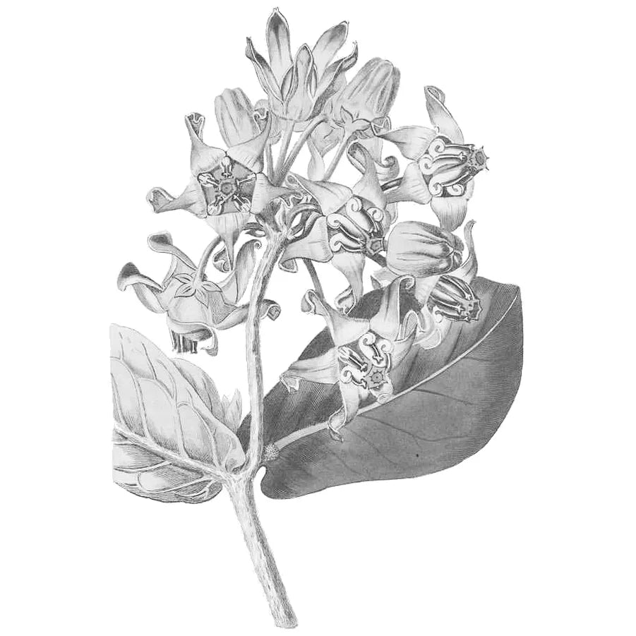 Crown Flower