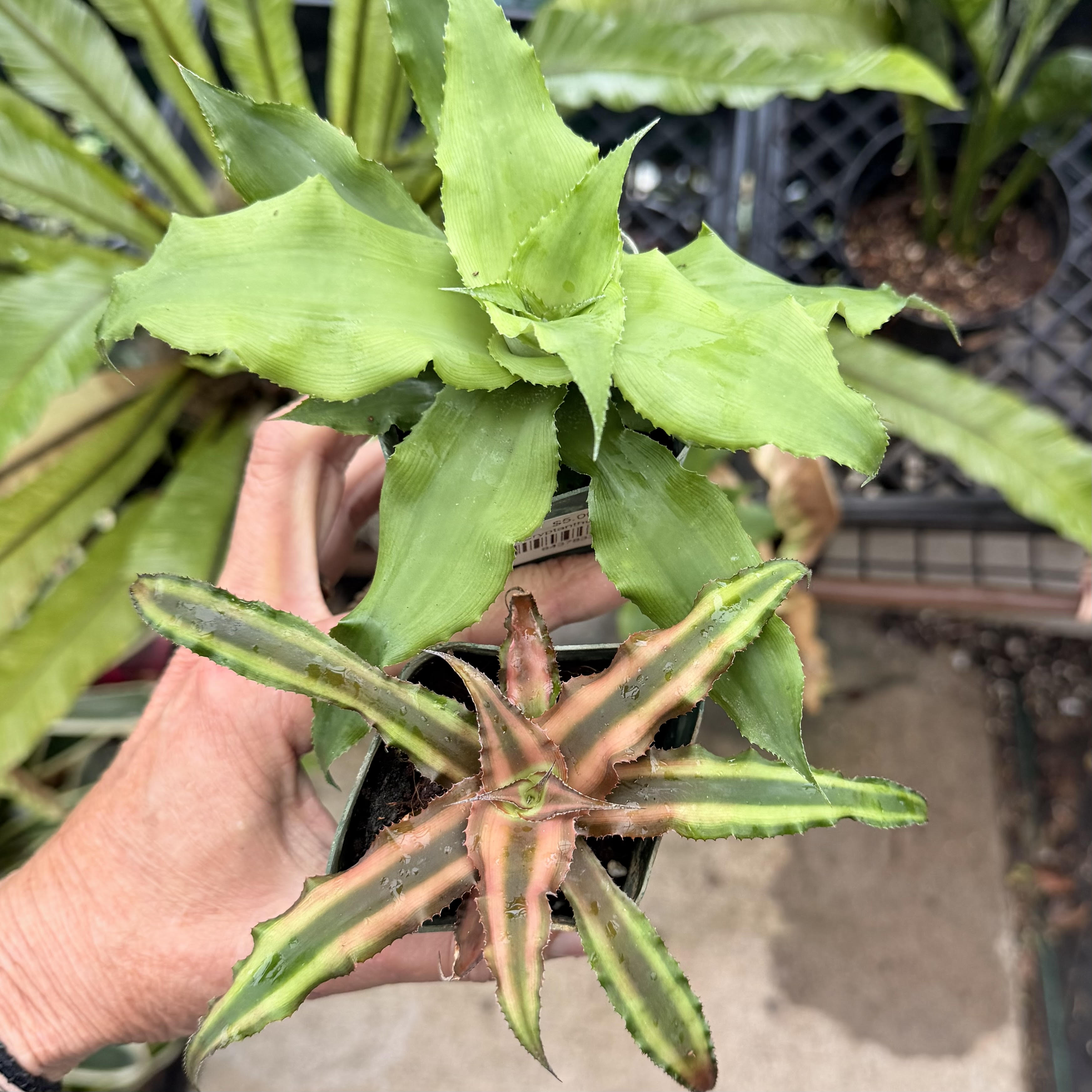 Cryptanthus – Mari's Gardens