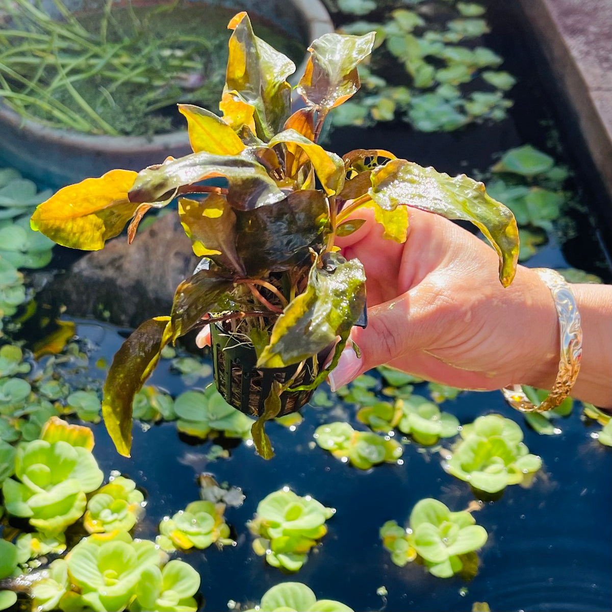 Water Plants - Cryptocorne
