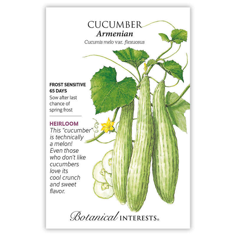 Cucumber seeds 'Armenian'