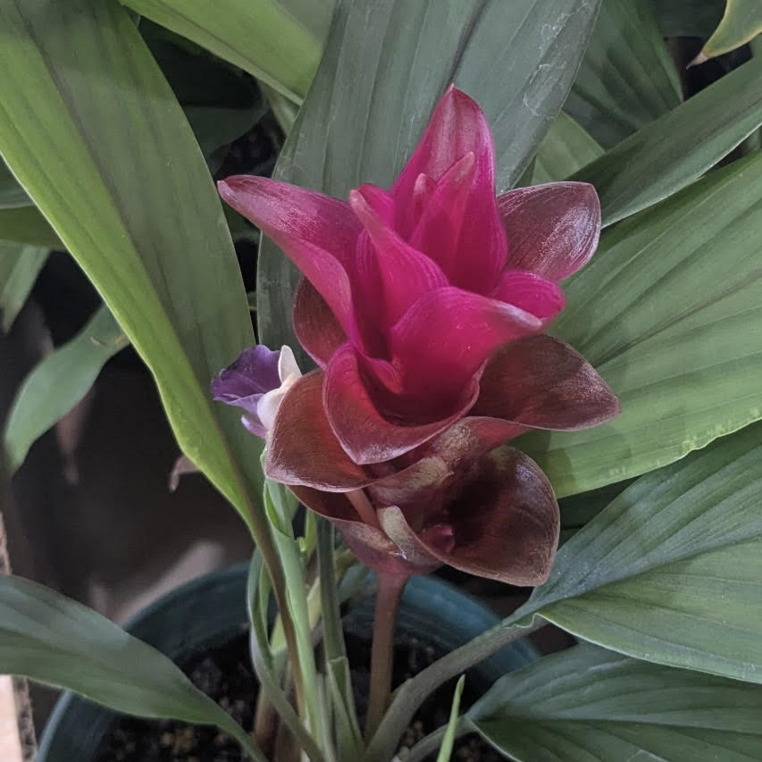 Curcuma, "Siam Ruby"