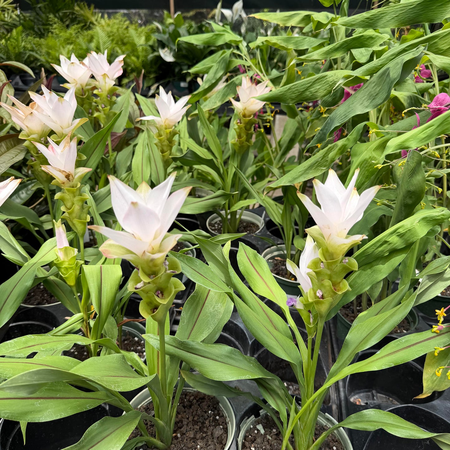 Curcuma '#10 Pink'