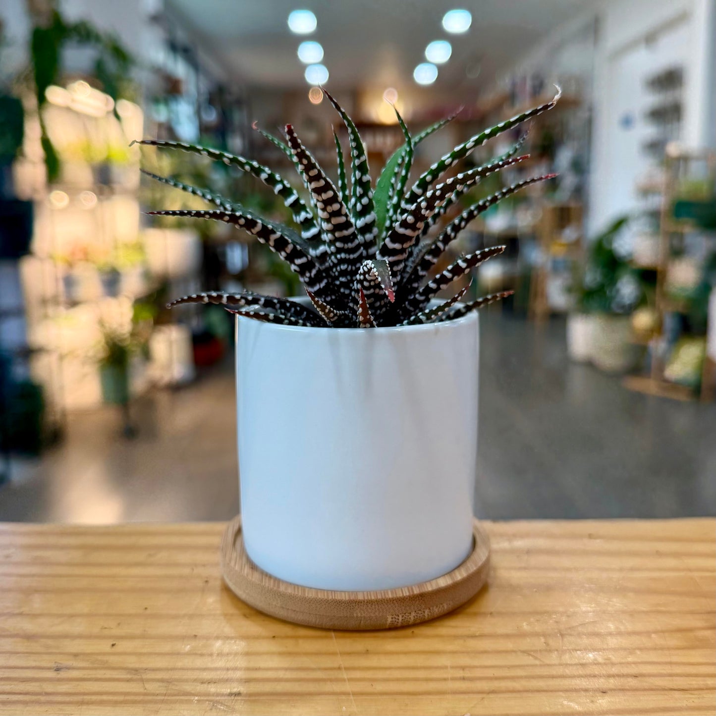 White Planter Collection