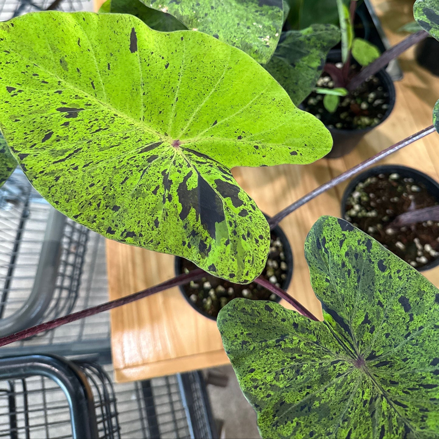 Colocasia esculenta 'Mojito'