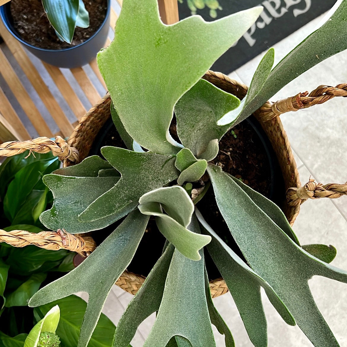 Platycerium bifurcatum, "Staghorn Fern"