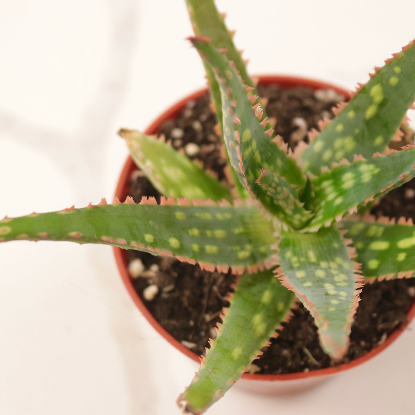 Aloe "Christmas Carol"