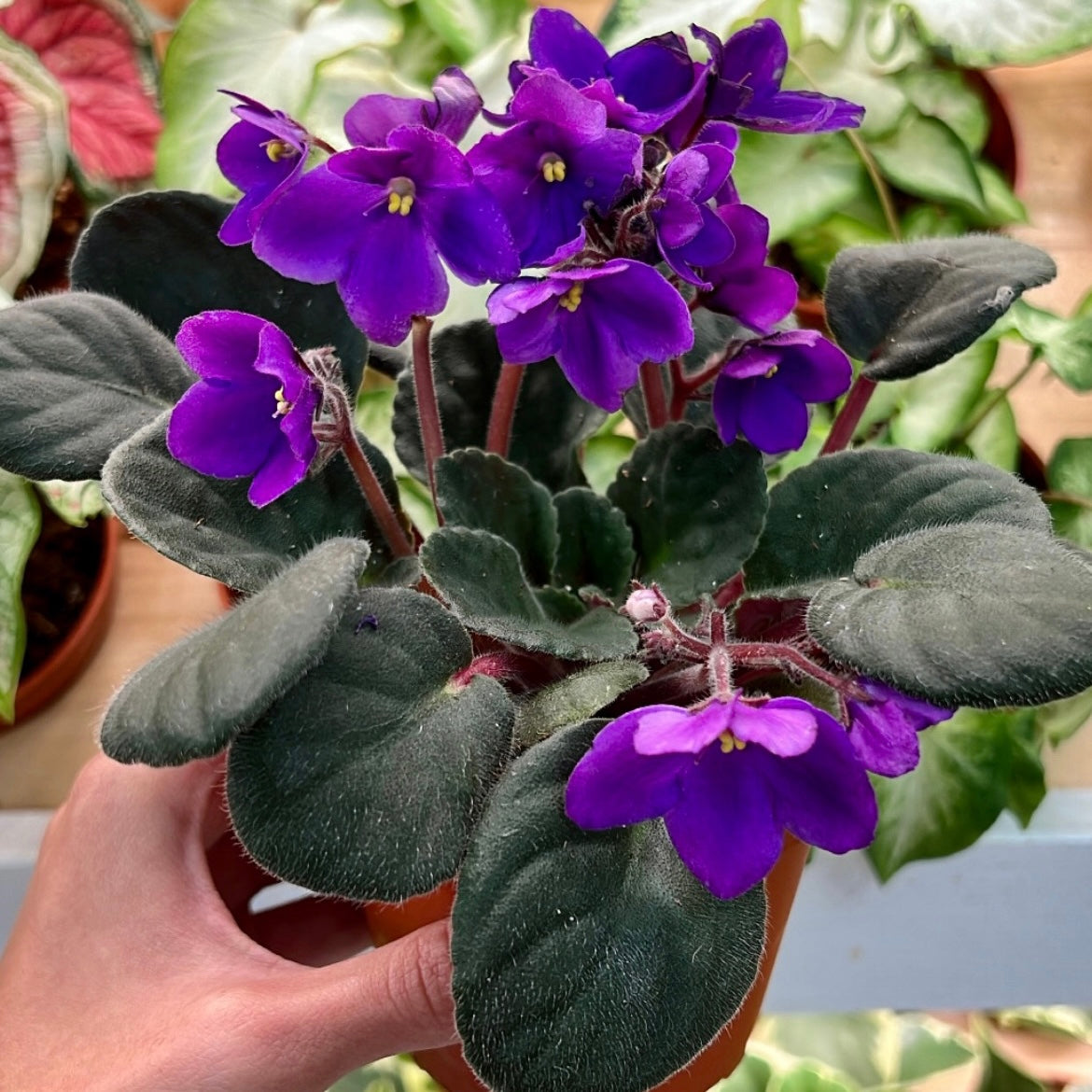 african violet potted plant Saintpaulia ionantha, "African Violets"
