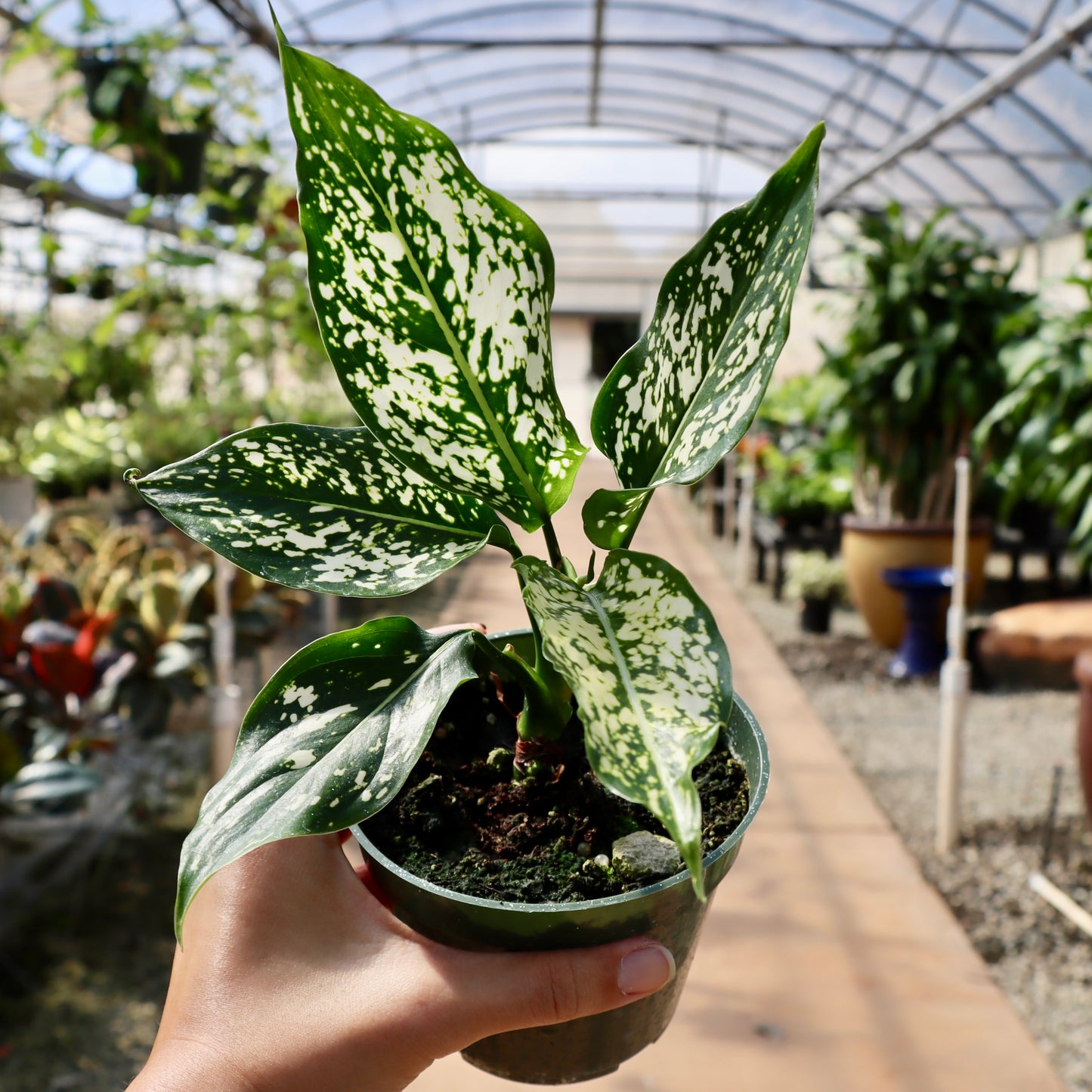 Aglaonema 'Snowflake'