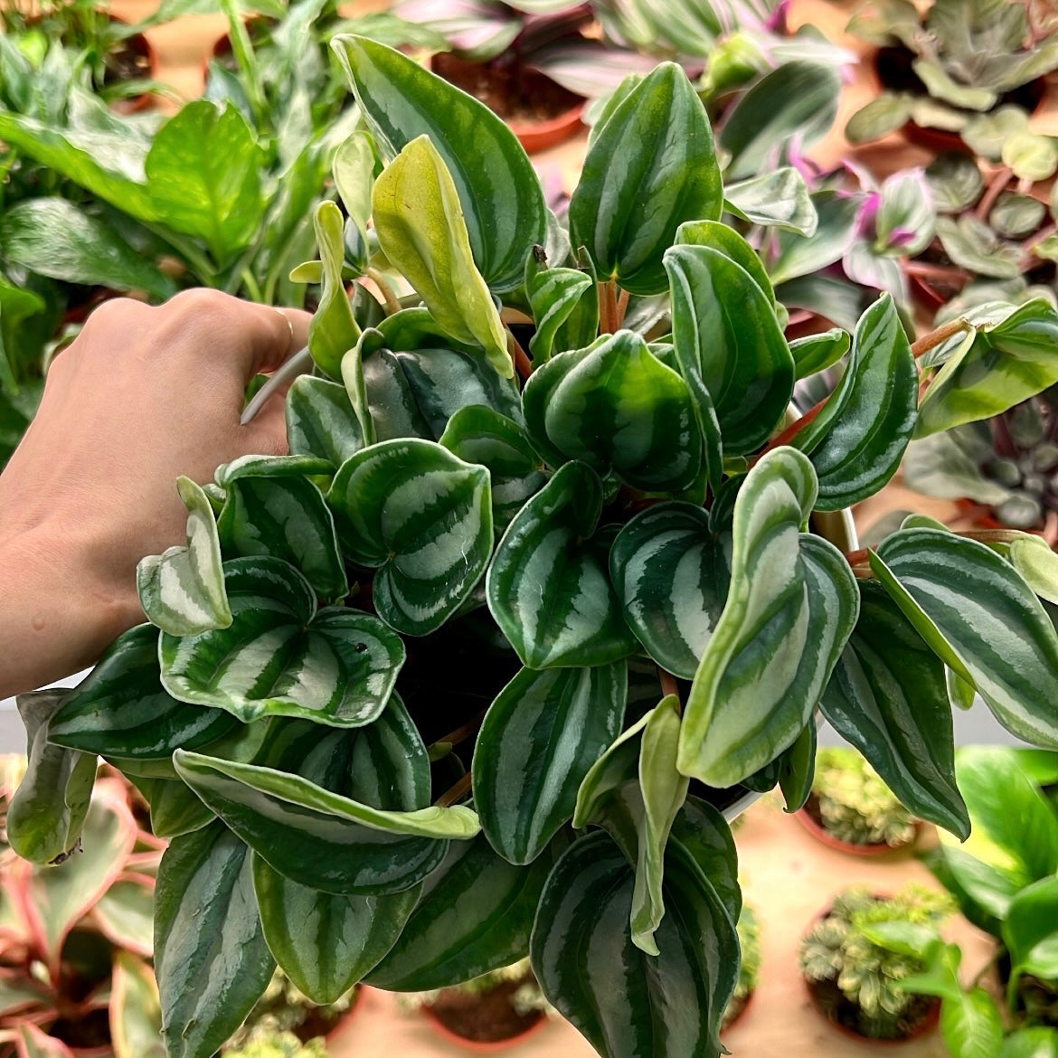Peperomia argyreia, "Mini Watermelon"