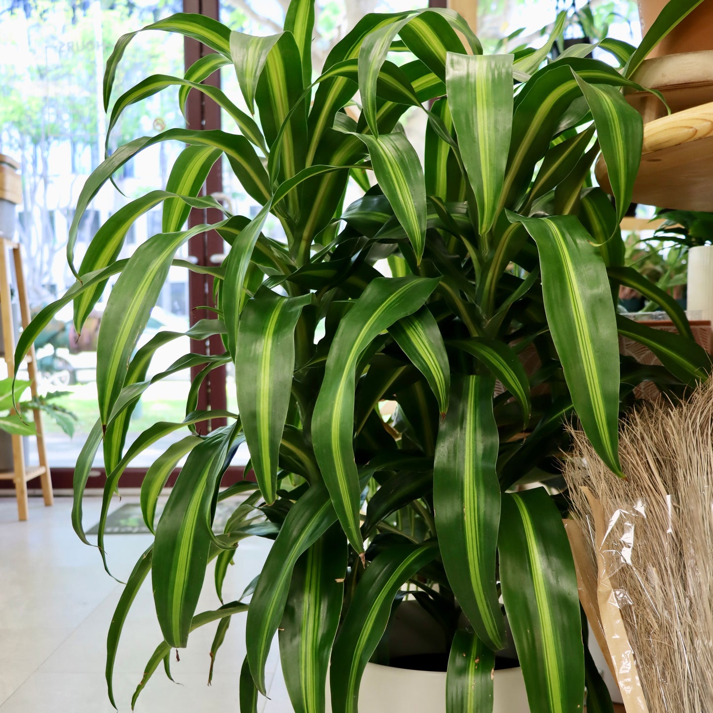 Dracaena fragrans, "Hawaiian Sunshine"
