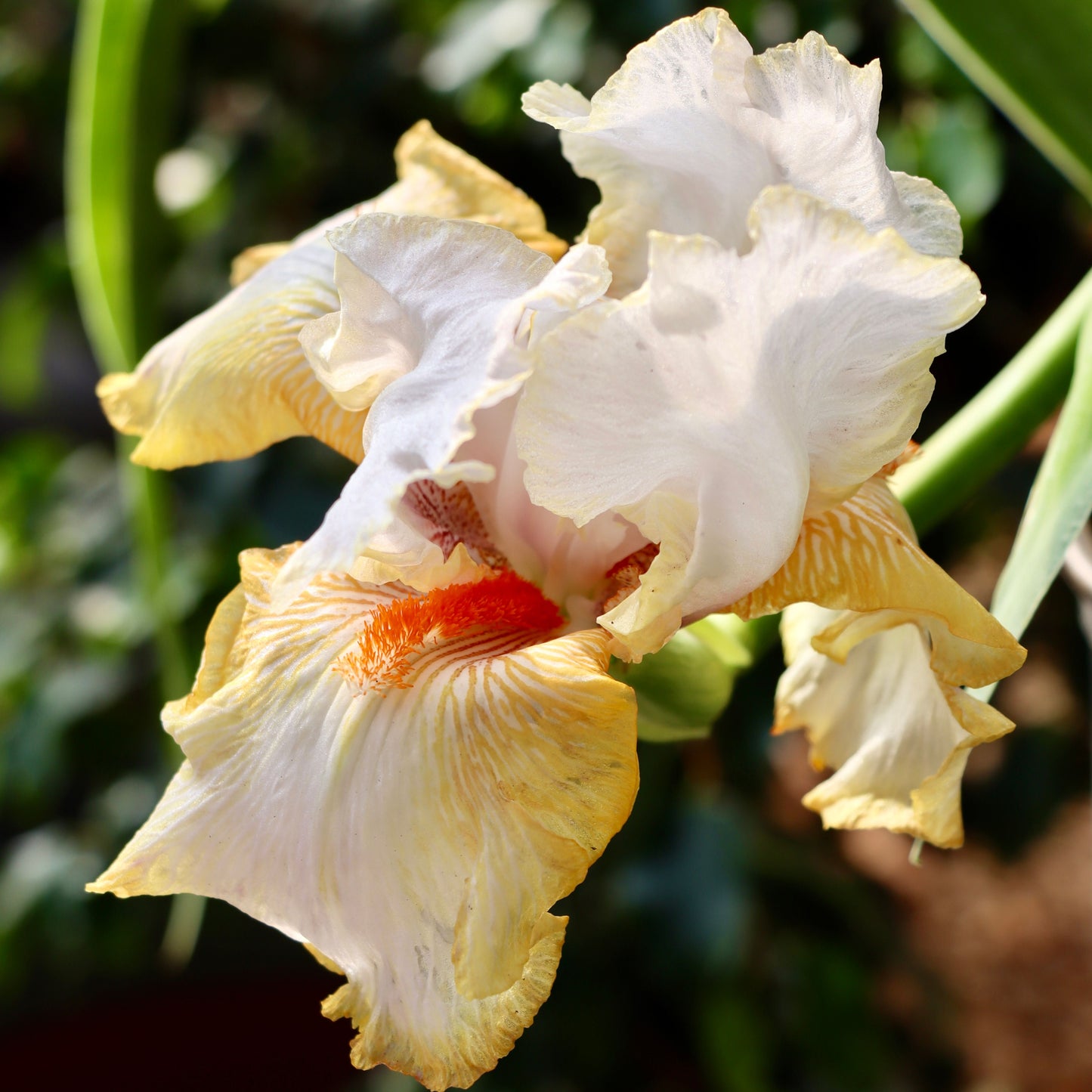 Iris, Assorted