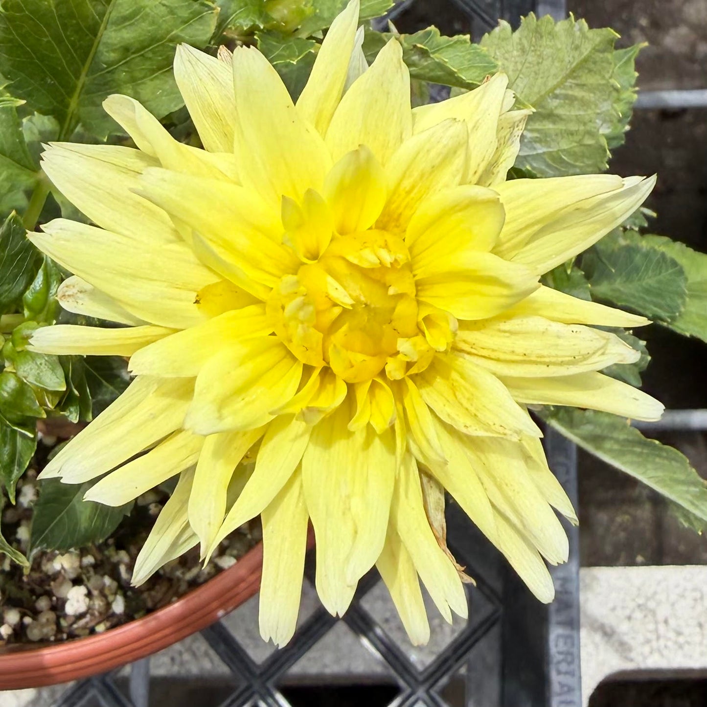 Dahlia Assorted colors