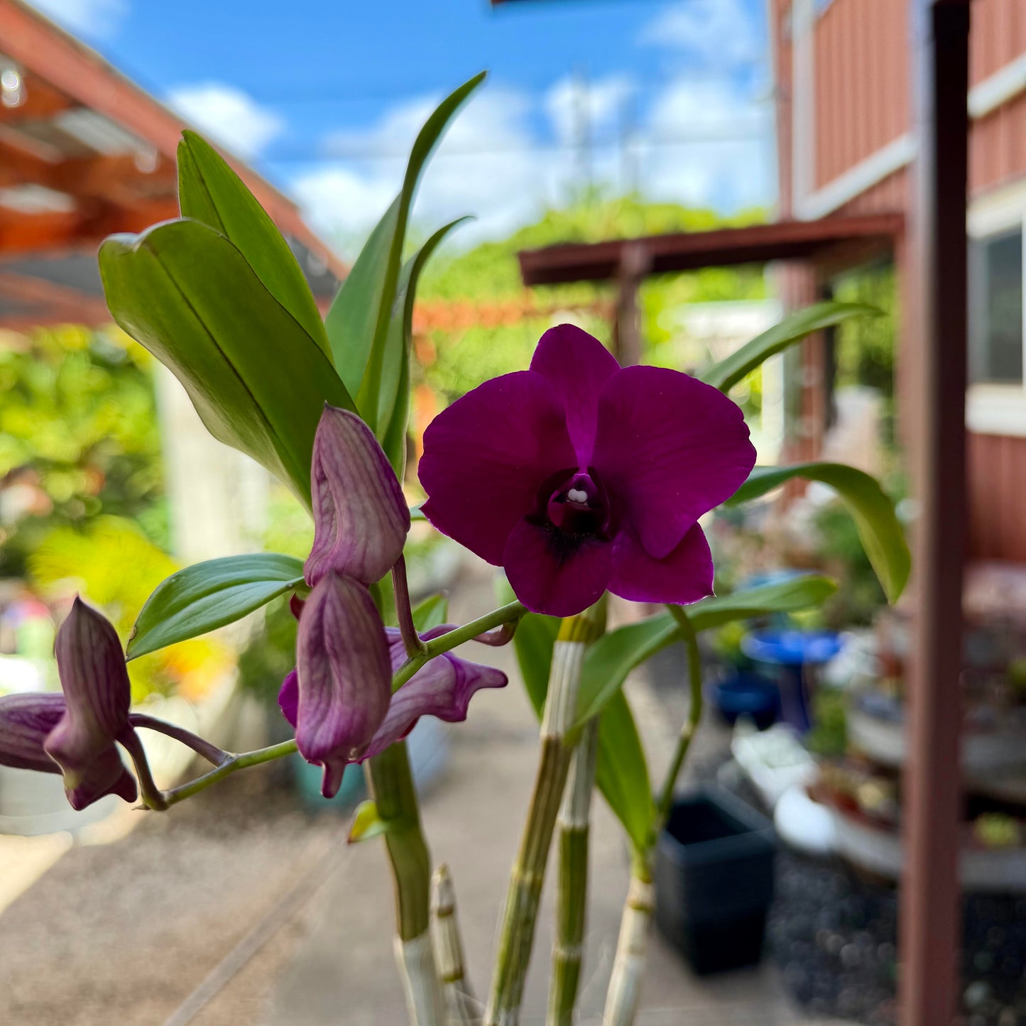 Orchid, Dendrobium