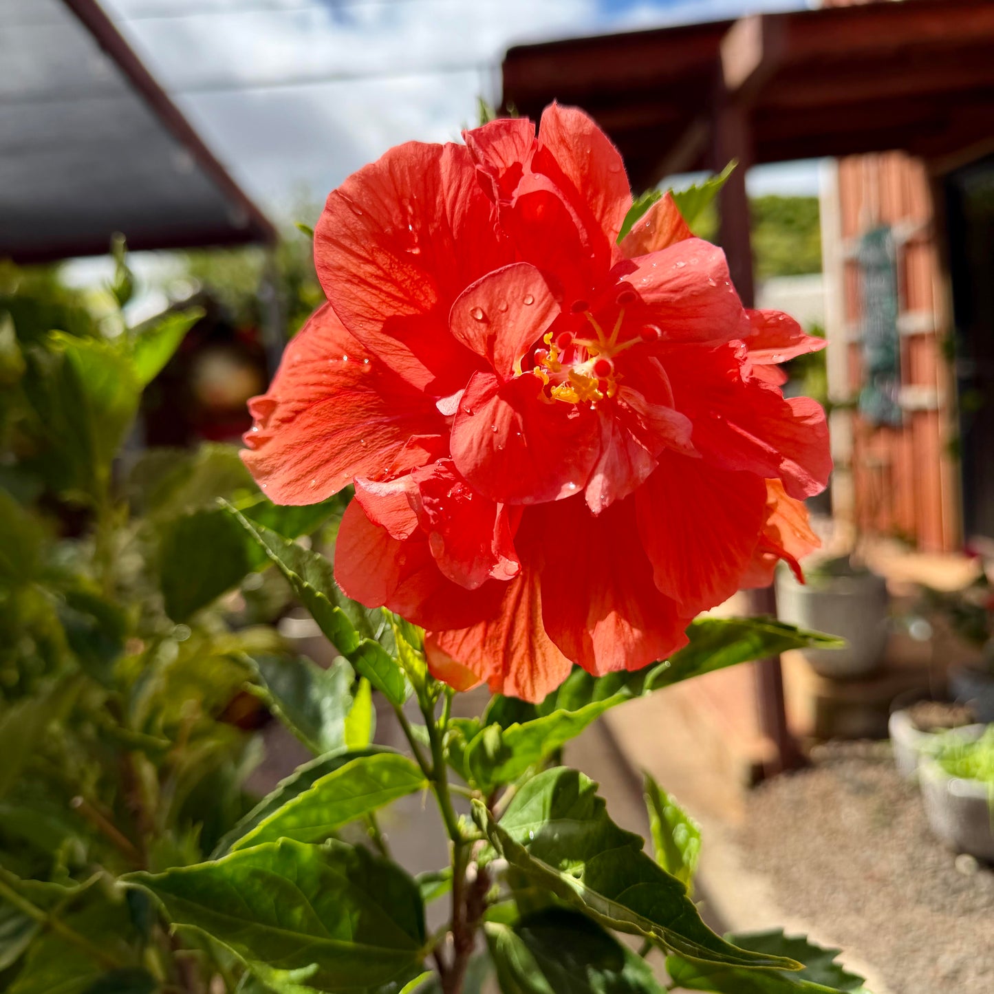 Hibiscus Joann 'Double Orange'