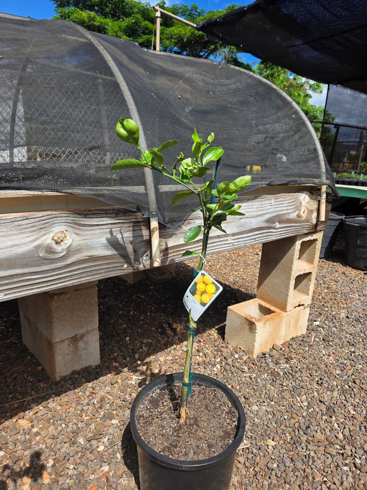 Dwarf Improved Meyer Lemon