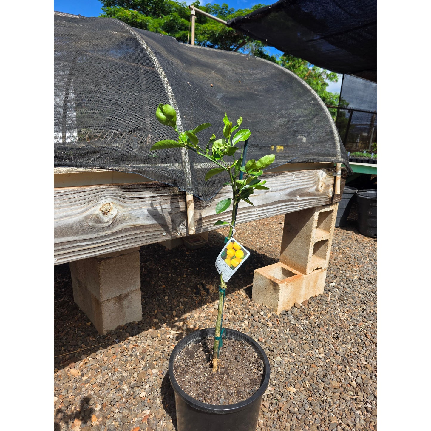 Dwarf Improved Meyer Lemon