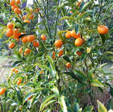 Standard Nagami Kumquat