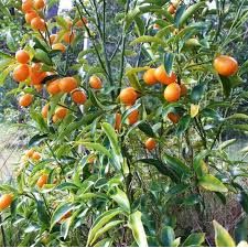 Nagami Kumquat, Standard