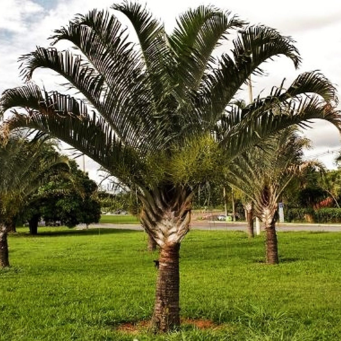 Dypsis decaryi 'Triangle Palm'