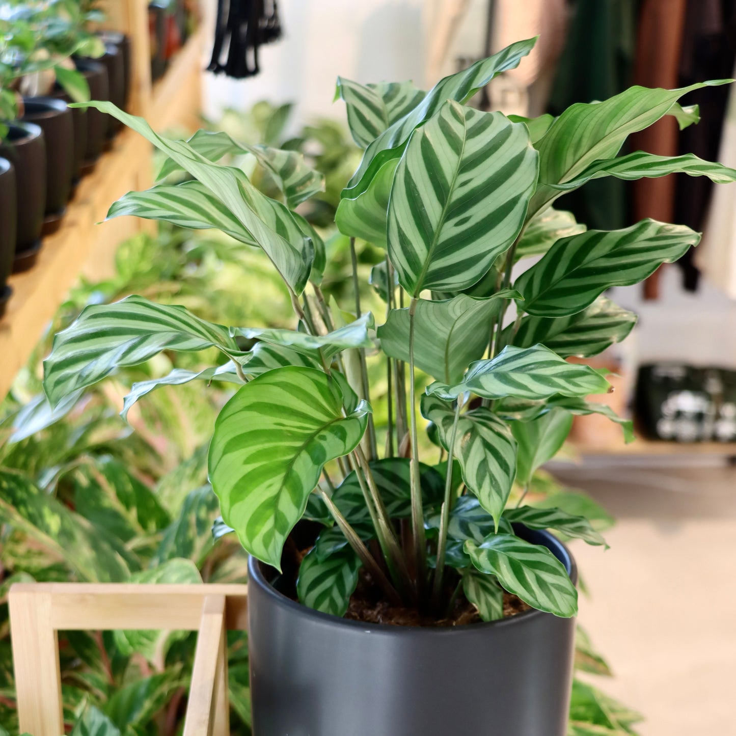 Calathea concinna 'Freddie'