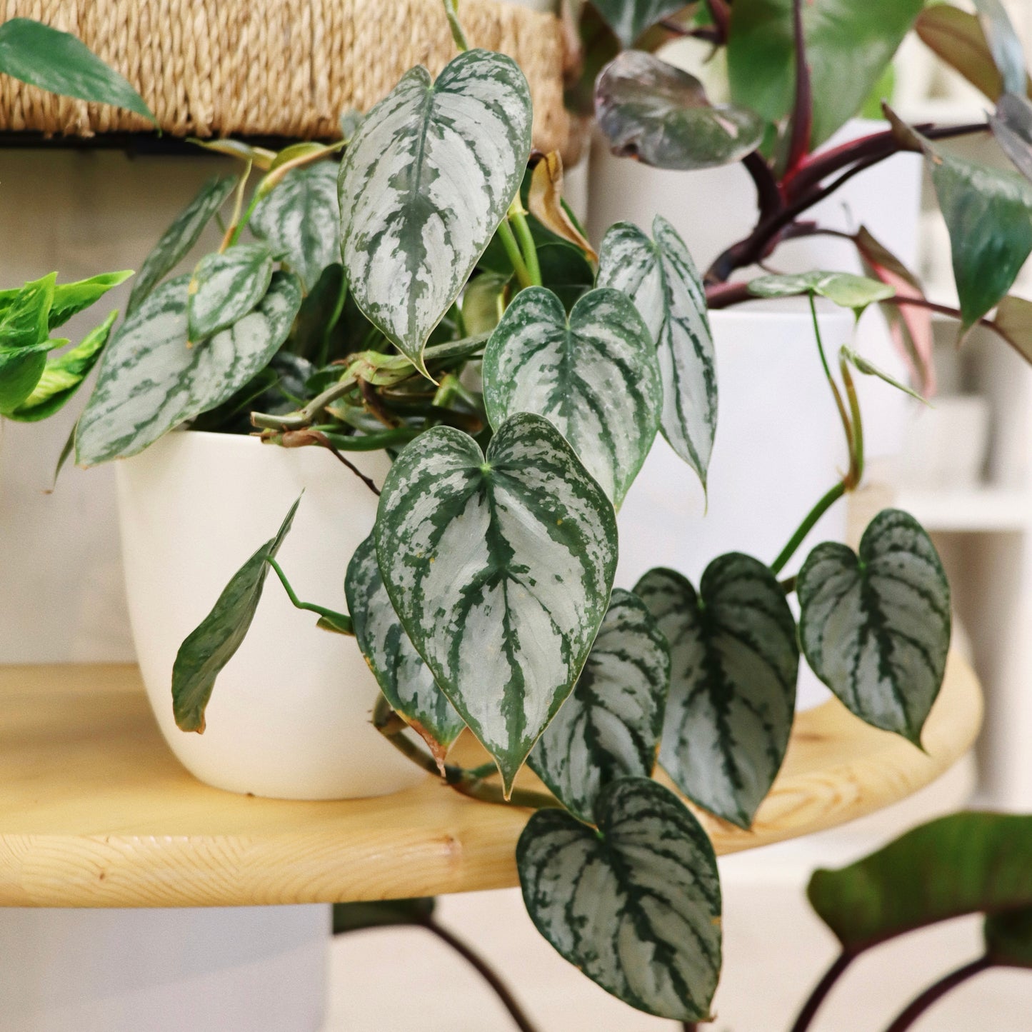 Philodendron brandtianum, "Brandi"