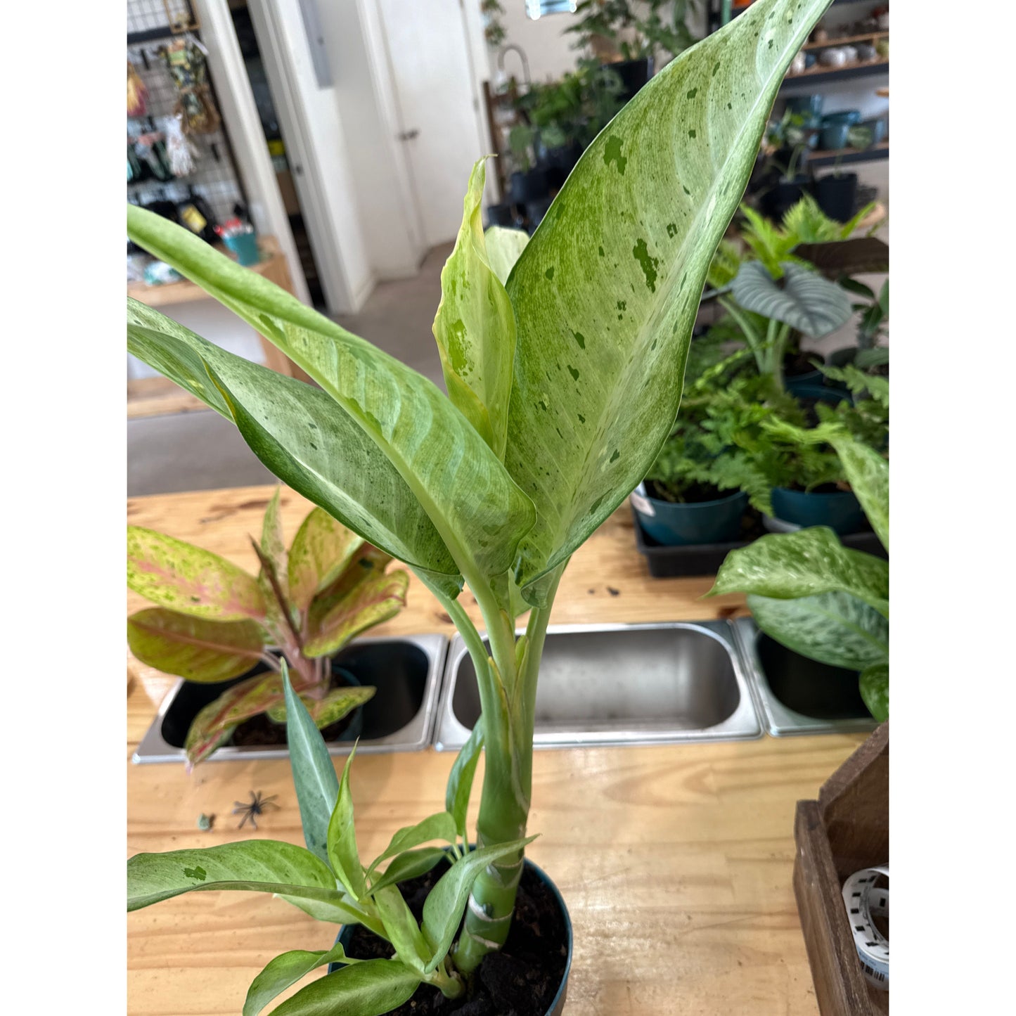 Dieffenbachia, "Maui Wowie"