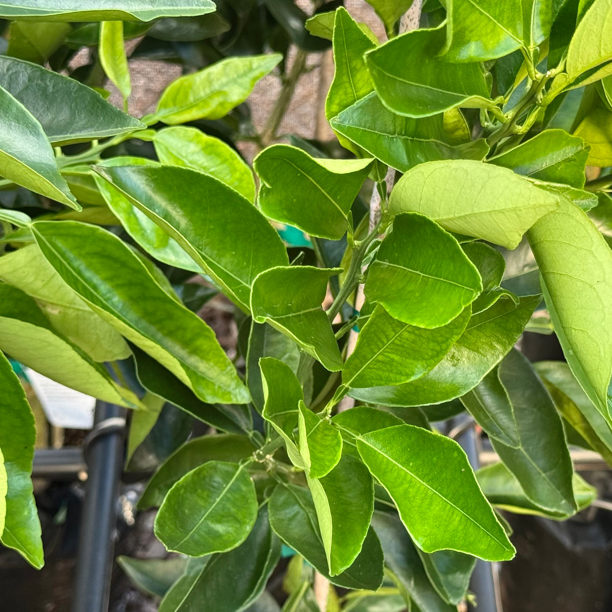 Washington Navel Orange, Dwarf