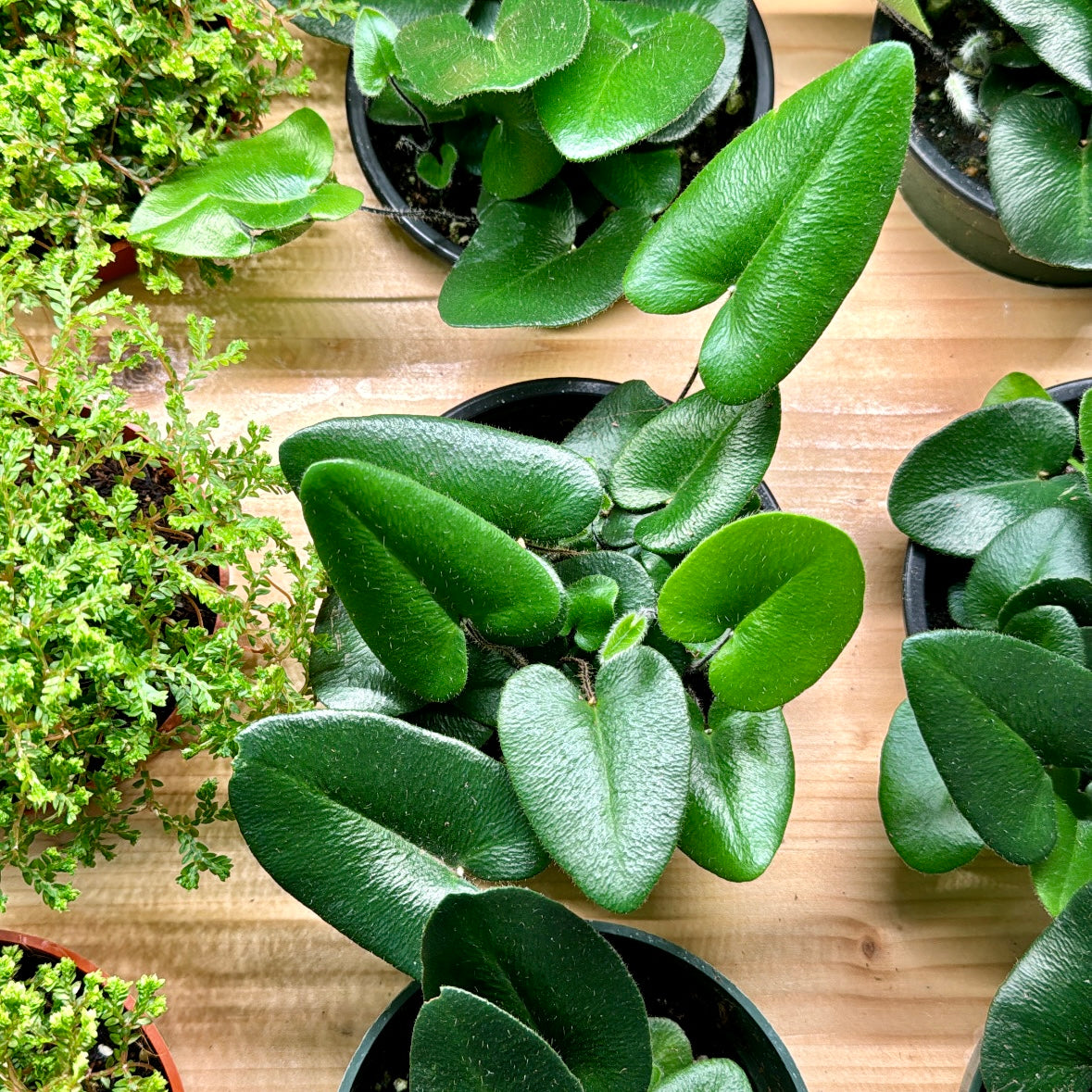 Hemionitisari folia, "Heart Leaf Fern"