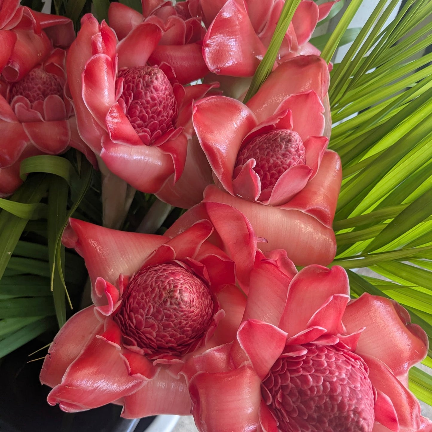 Indonesian Torch Ginger Boquet