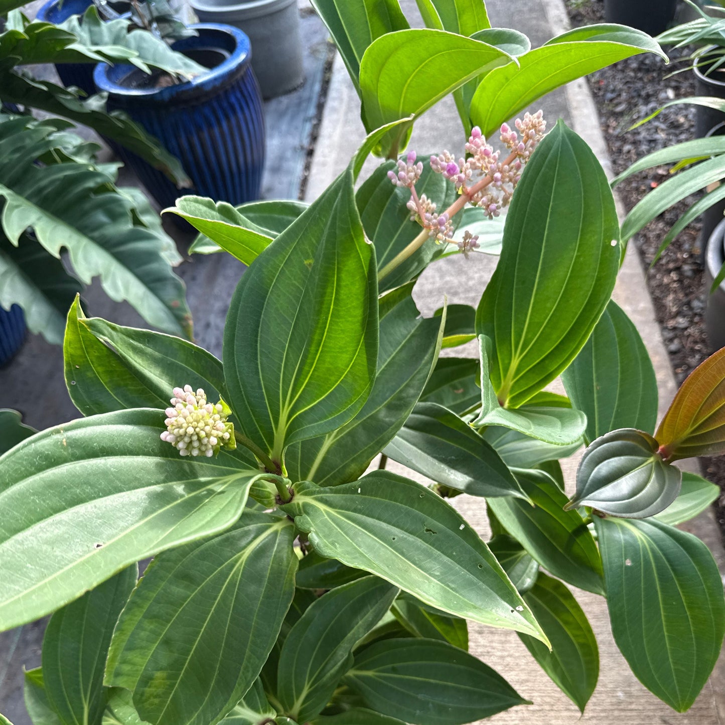 Medinilla myriantha, 'Malaysian Orchid'
