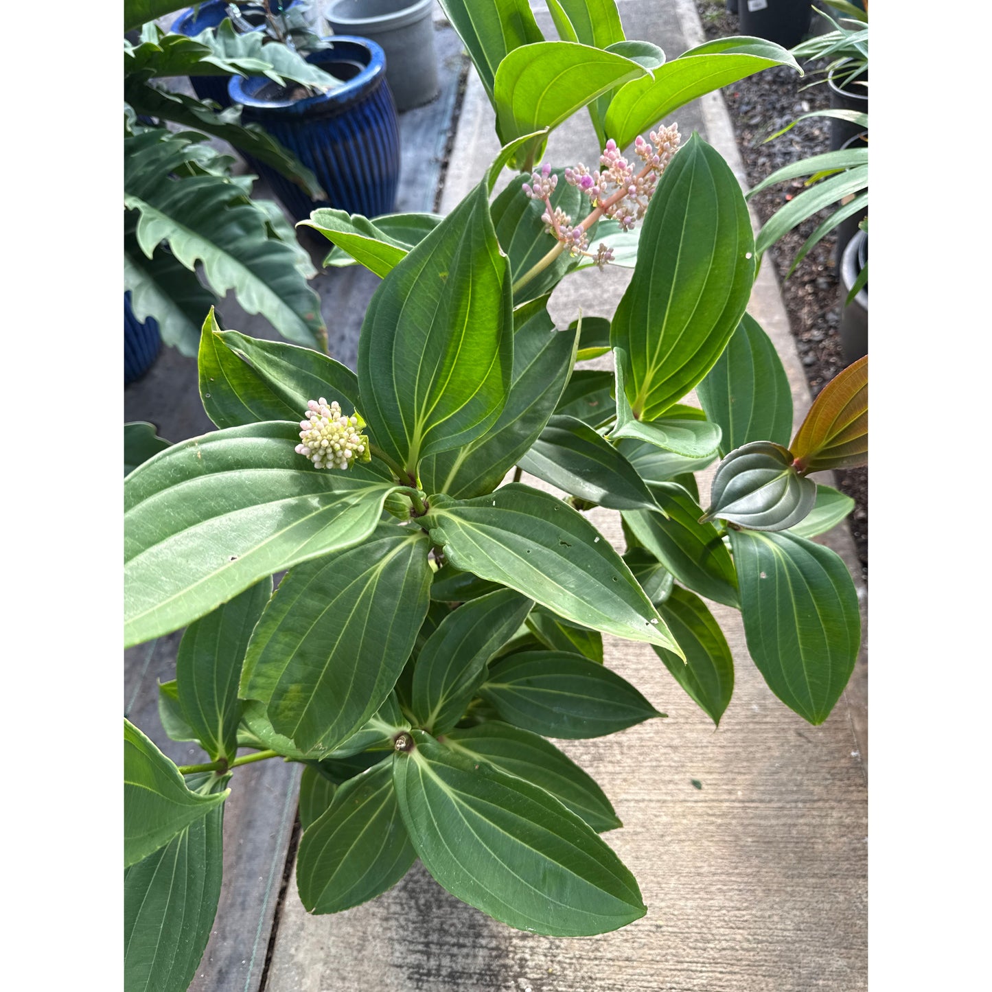 Medinilla myriantha, "Malaysian Orchid"