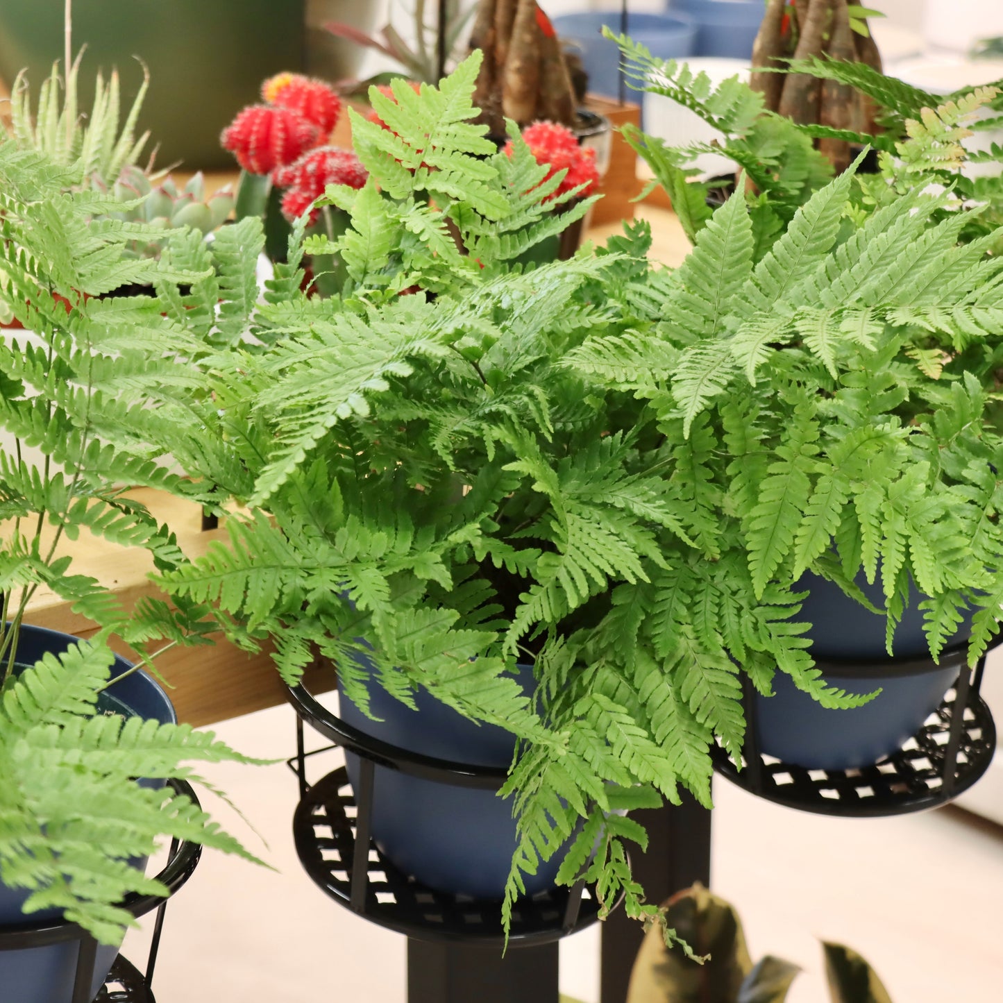 Dryopteris remota, "Remote Wood Fern"