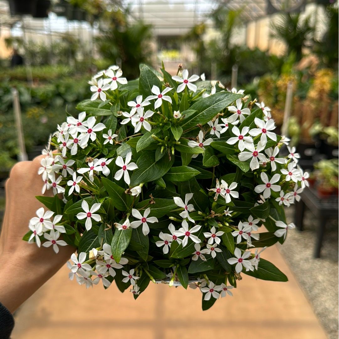 Catharanthus, "Peppermint White"