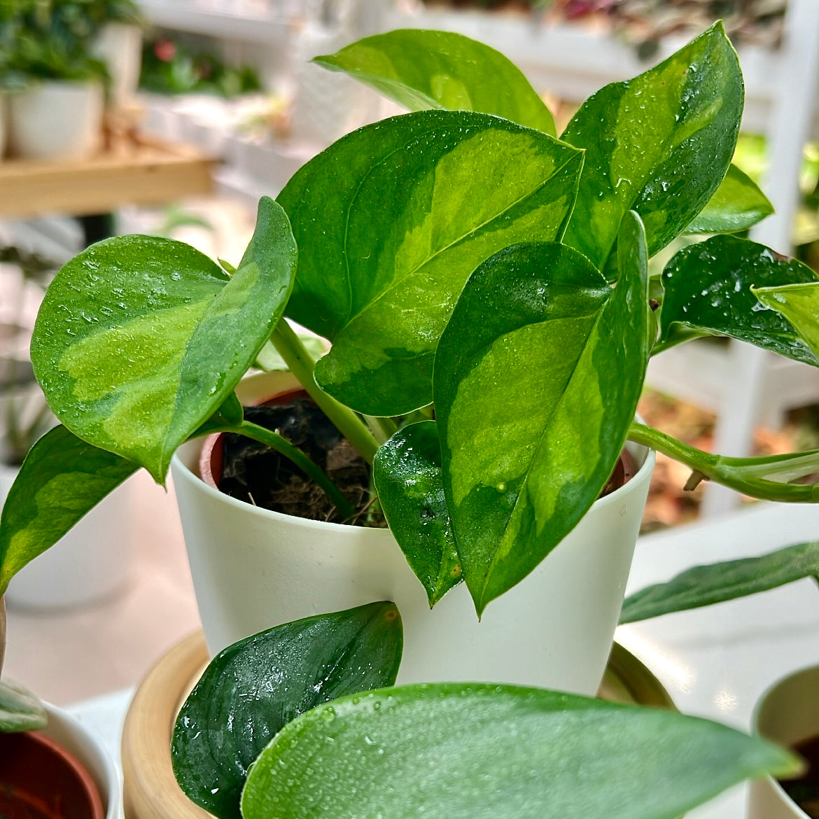 global.green pothos Rare ‘Global Green’ Pothos - Epipremnum aureum - Good in Low Light
