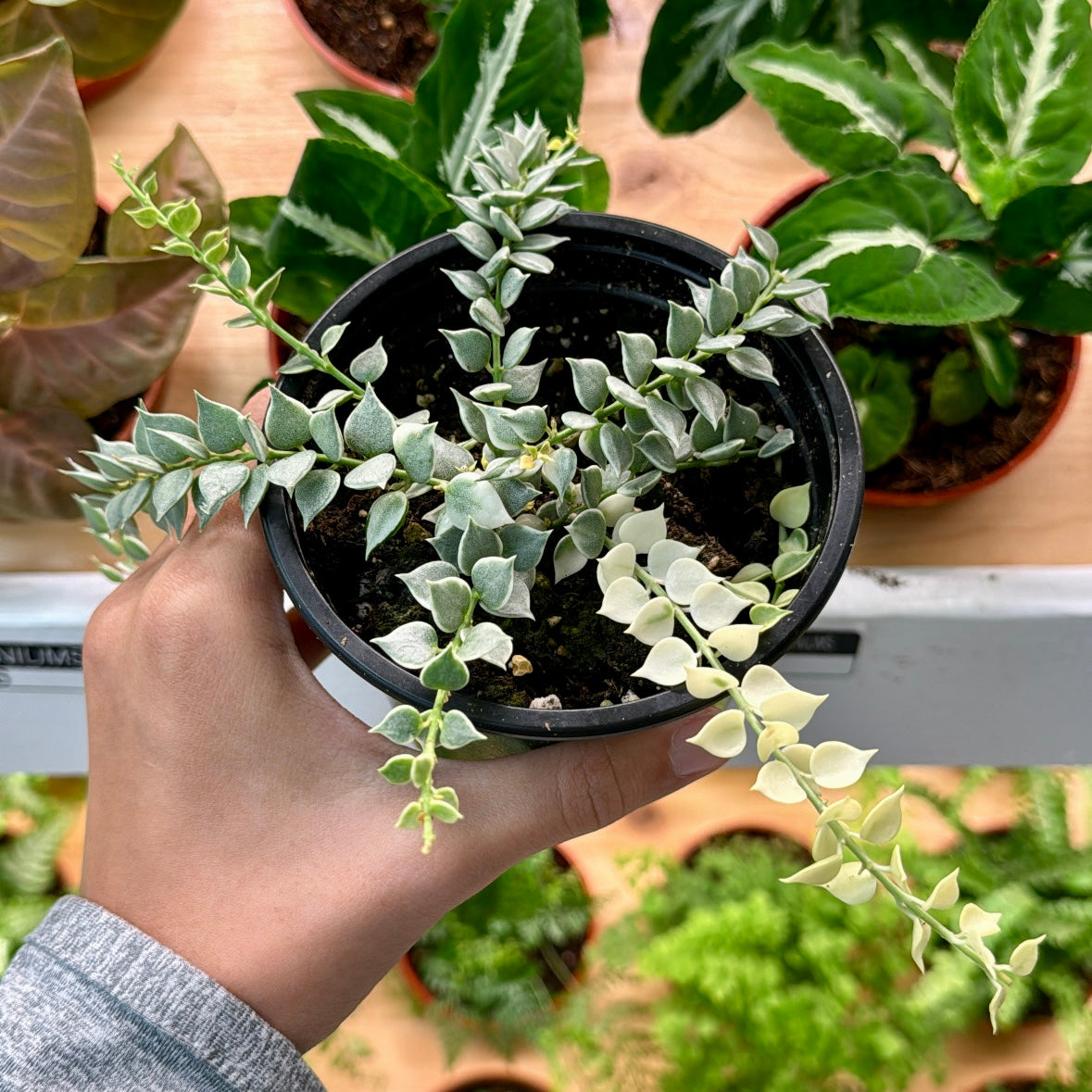 Dischidia Ruscifolia, variegata