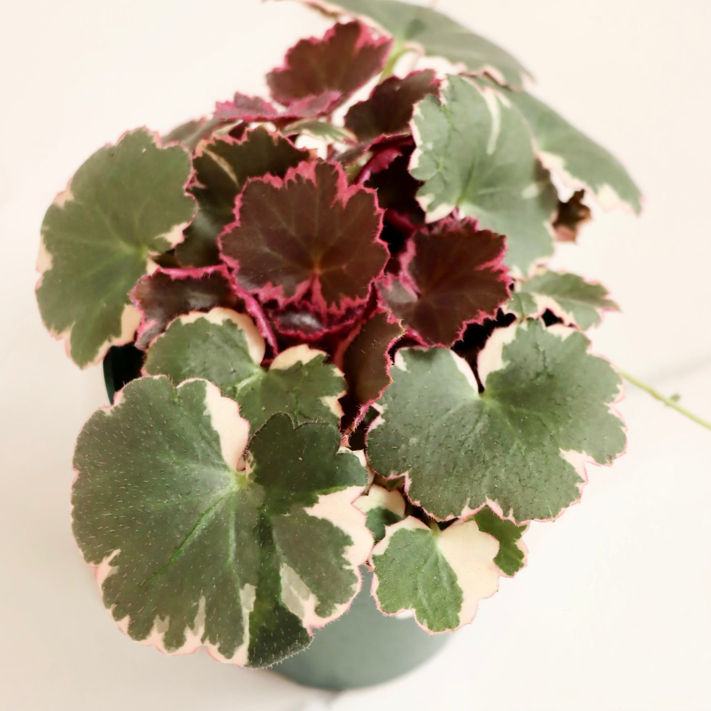 Saxifraga stolonifera, "Strawberry Begonia"