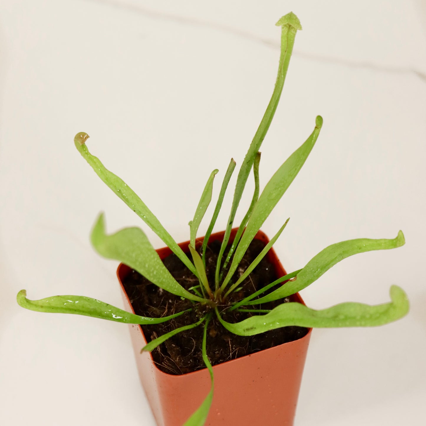 Sarracenia "Trumpet Pitcher Plants"