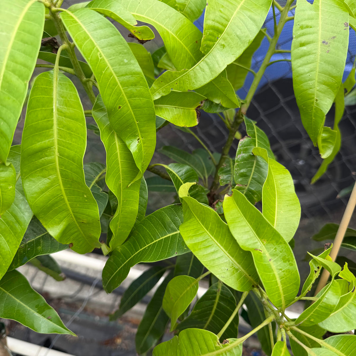 Fairchild Mango