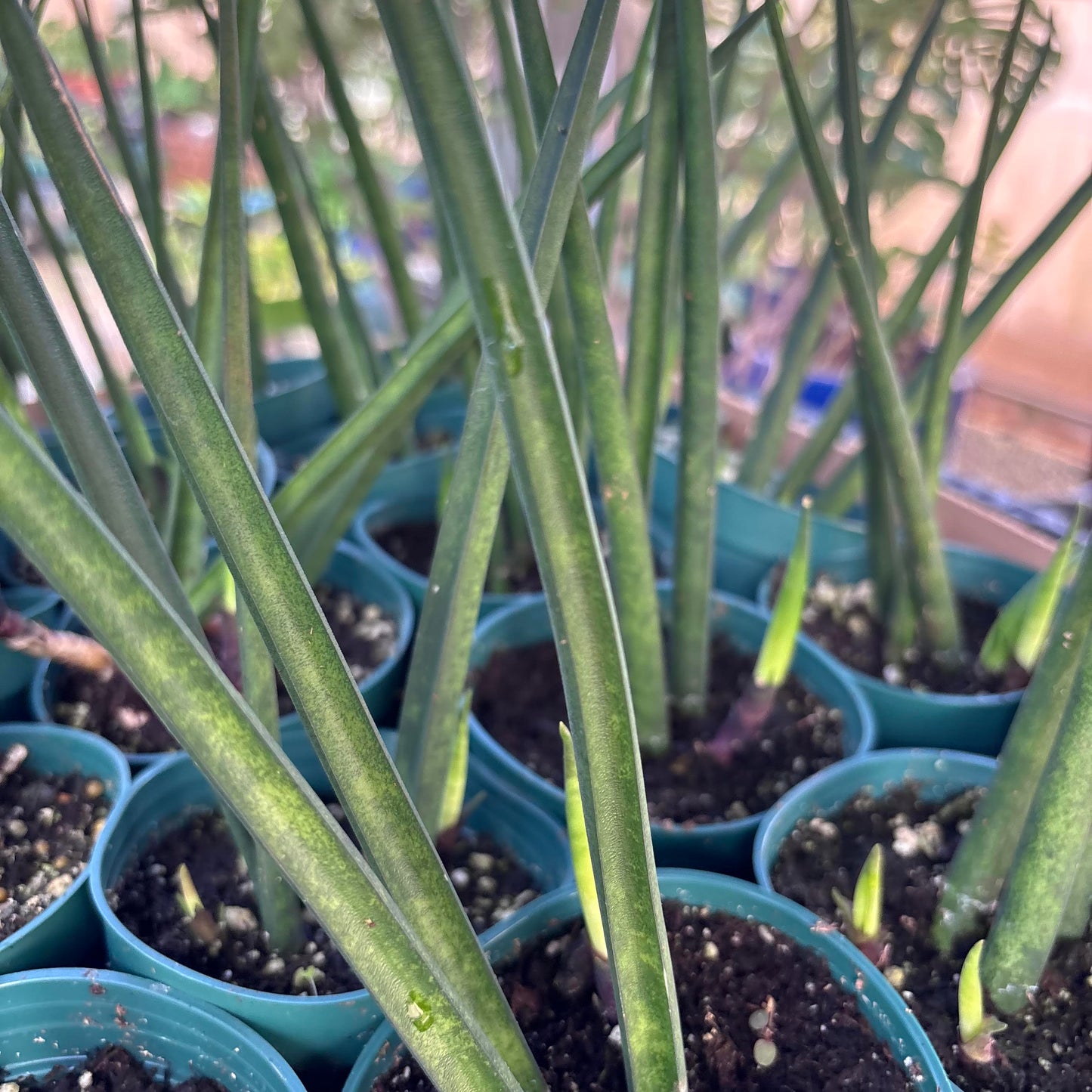 Sansevieria parva x suffruticosa 'Fernwood'