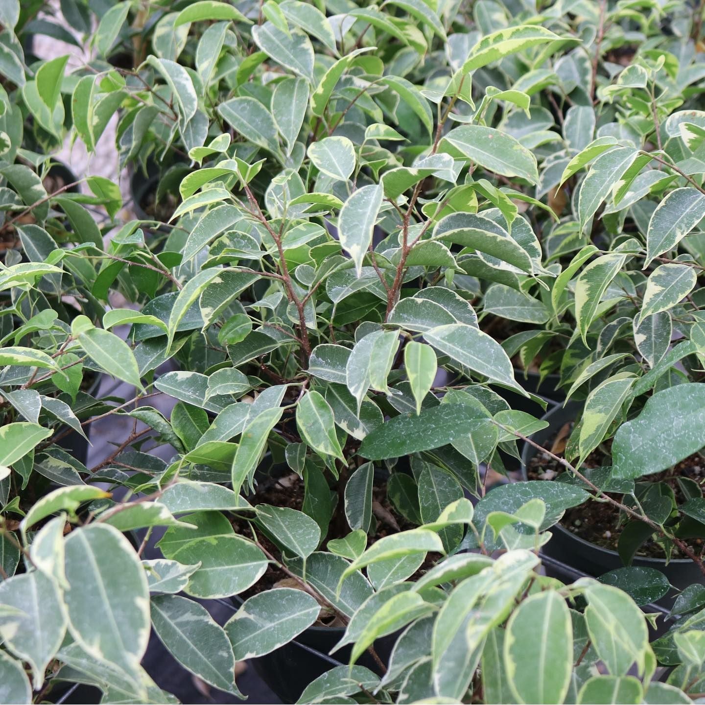 Ficus benjamina ʻMidnightʻ Braided