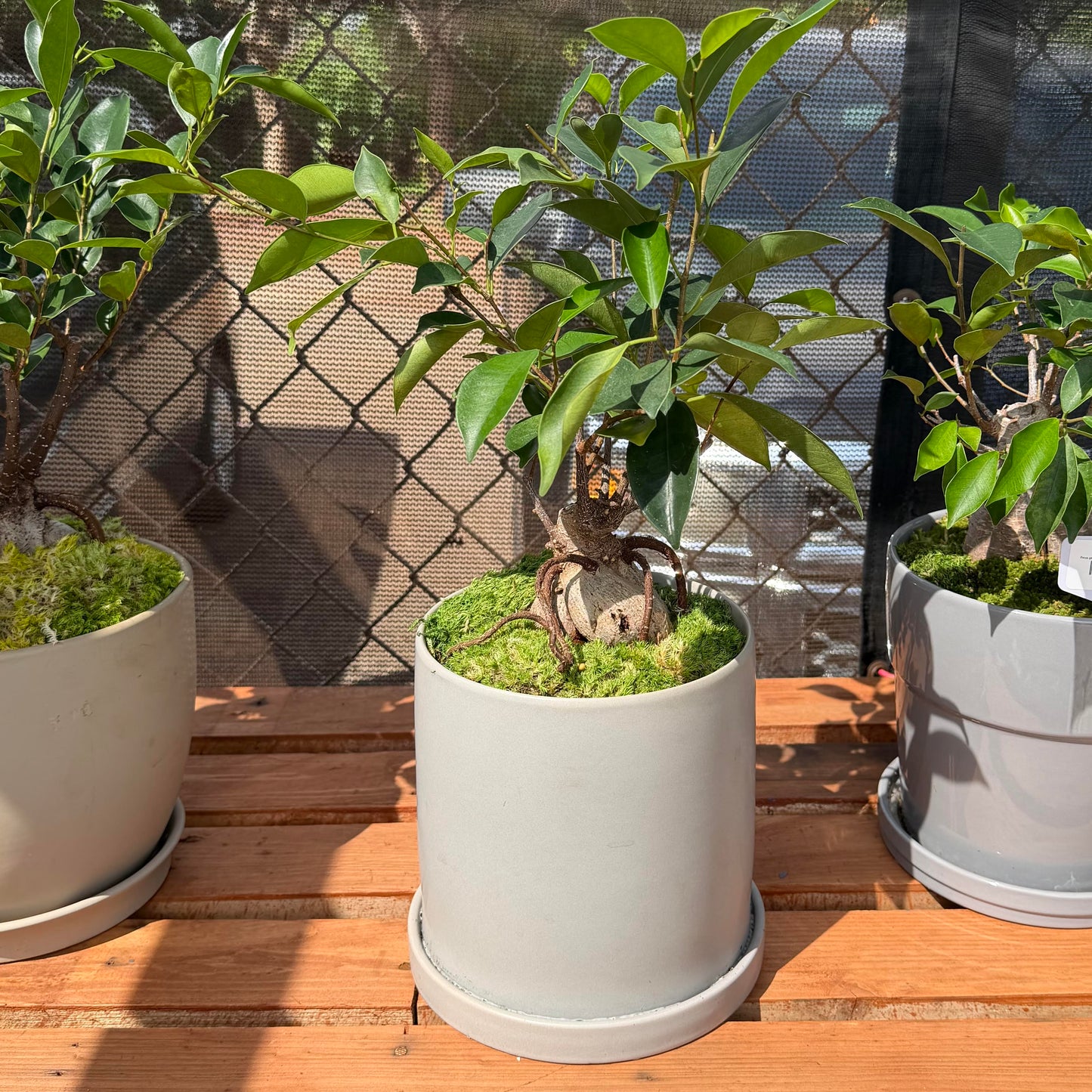 Bonsai - Ficus ginseng Tree in Ceramic Planter